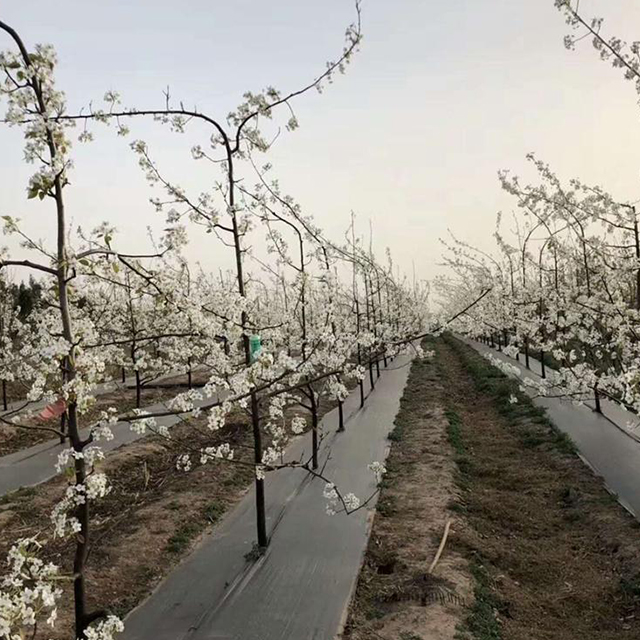 防草布工程案例